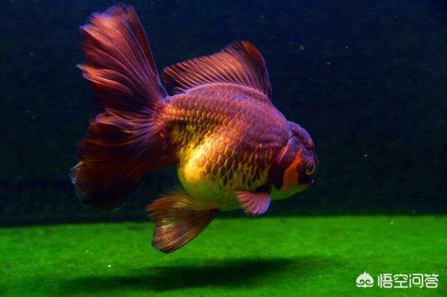 水族疾病防治:红草金的黑鳞病怎样防治？