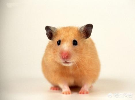 大白熊图片:大熊猫发起怒来，有多可怕？动物园里有什么动物能够制服它？