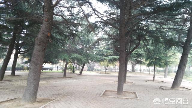 日柱看婚姻准吗,日子久了真的可以生情吗？