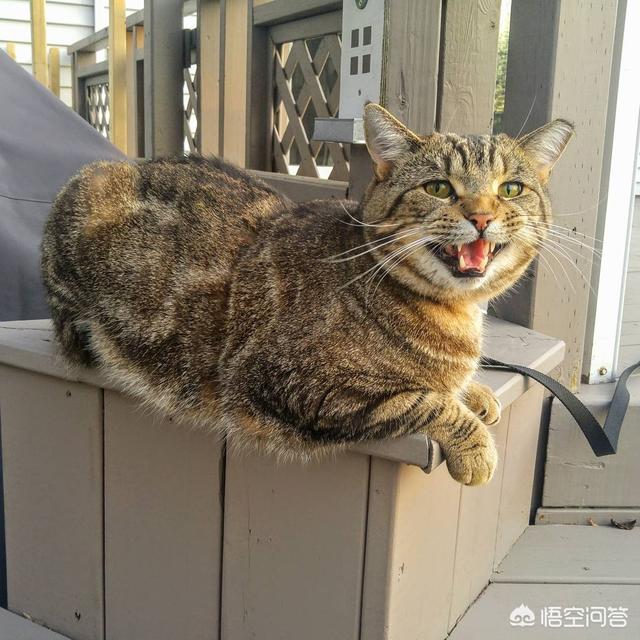 德文卷毛猫的缺点:白色德文卷毛猫缺点 第一次养猫，哪种猫比较合适？