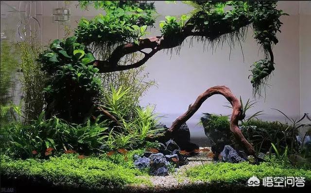 生态鱼缸:生态鱼缸教程 新手想在宿舍弄个迷你缸养鱼，有可能吗？