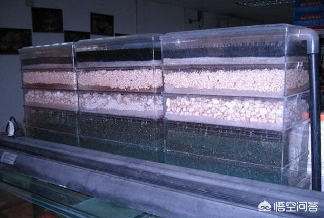 家用大鱼缸养鱼知识:什么样的过滤好（家用一体鱼缸）？ 家庭鱼缸养鱼知识大全