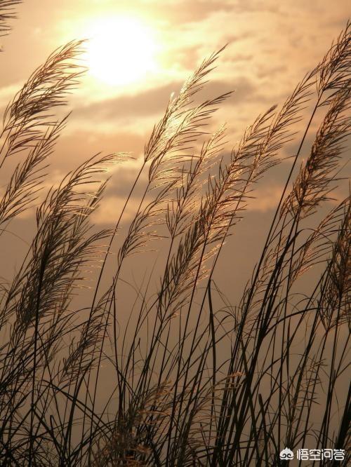 芦根是什么(山东种的芦苇是拿来做什么的？