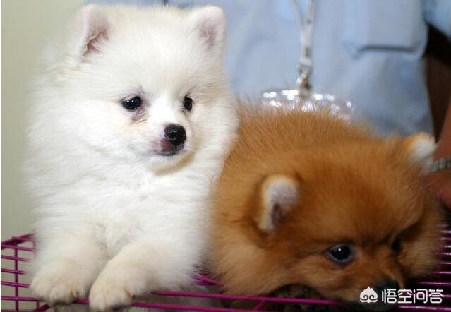哈多利系博美成年犬多大:新手如何饲养一只博美犬？