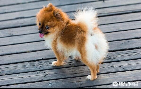 哈多利系博美成年犬多大:新手如何饲养一只博美犬？