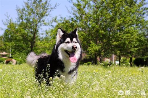 澳路雪阿拉斯加:3个月大的狗狗适合用什么牌子沐浴液啊？狗狗一天吃多少最合适？