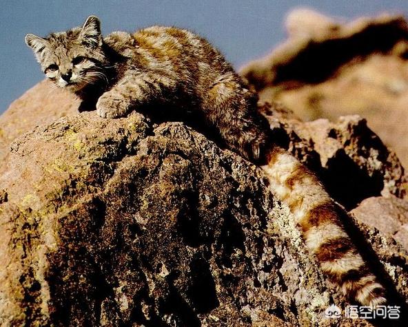 安第斯山猫特点:“山猫”是指哪种猫科动物？为何生活在雪山上的雪豹不叫山猫？