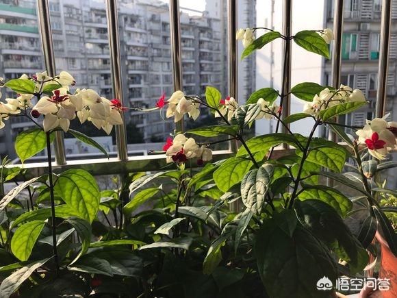 金龙吐珠2代:清代钱币四爪龙有什么说法？