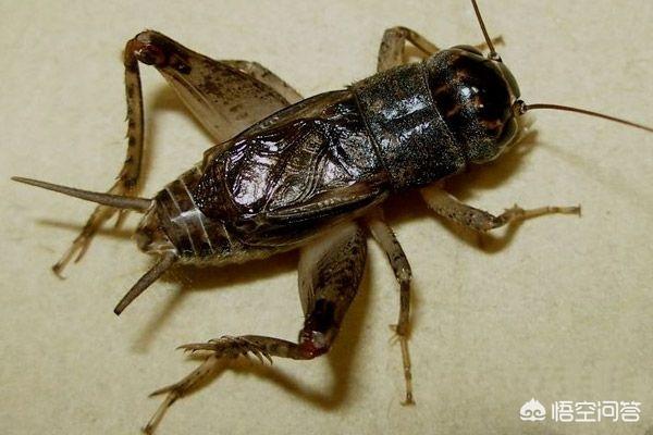 大扁头蟋介绍:选择善斗的蟋蟀须注意什么？