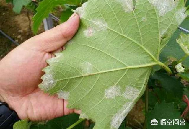 葡萄树的害虫有哪些:种植葡萄采收后，需要防治哪些病虫害？