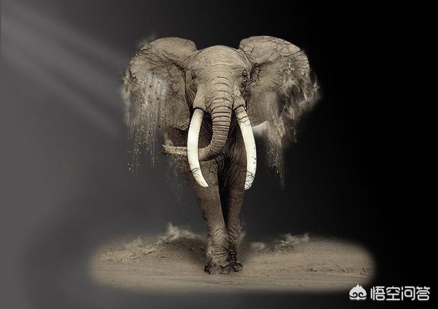 保护珍稀动物有哪些方法:古代是如何进行动物保护的？