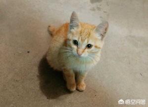 流浪狗和流浪猫听书阁:流浪猫怎么喂着喂着就不见了？