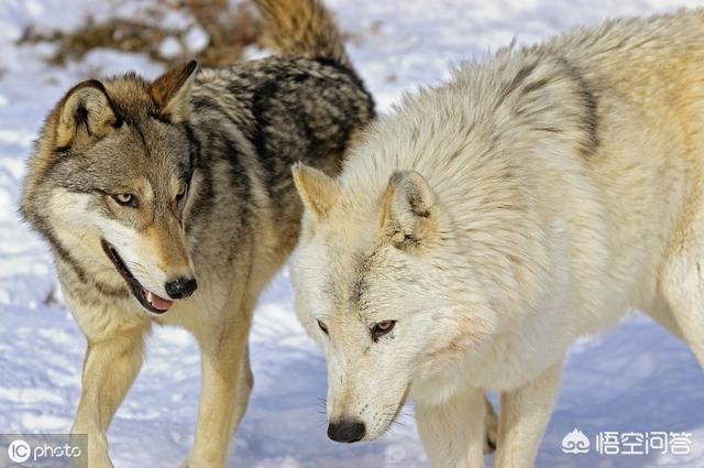 "狼狈为奸",那么那何种生物为狈呢?