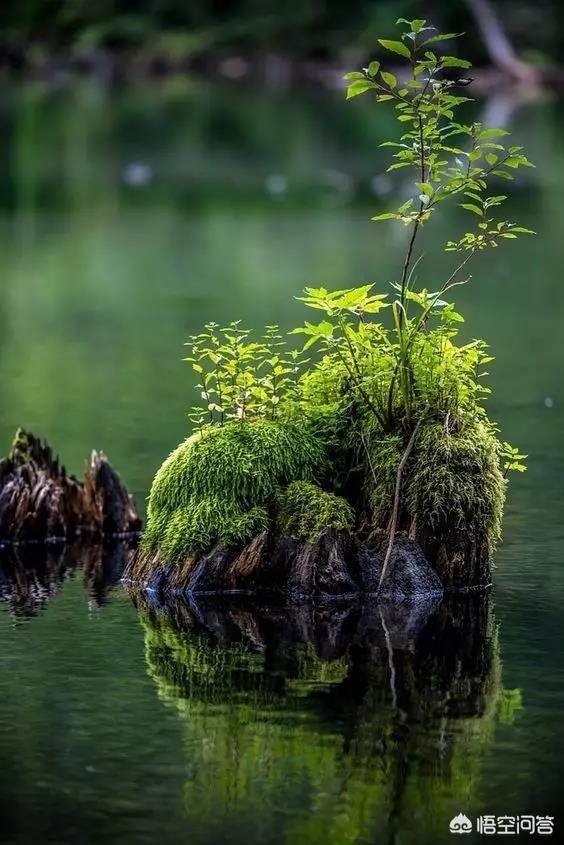 迷你鹿角苔造景:黑松盆景可以上面铺青苔吗？