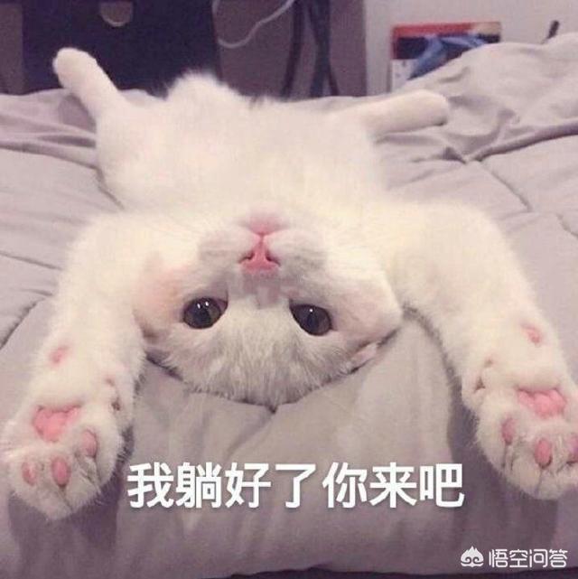 狸花猫 爱玩吗:猫咪看到同类会觉得这个同类是美的或丑的吗？