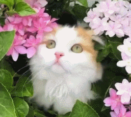 狸花猫 爱玩吗:猫咪看到同类会觉得这个同类是美的或丑的吗？