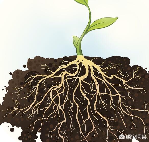 如何让植物根系茁壮成长 头条问答