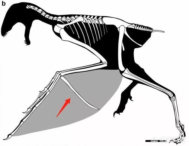 中国发现活恐龙，科学家发现的具有“蝙蝠翅膀”的恐龙是怎样的