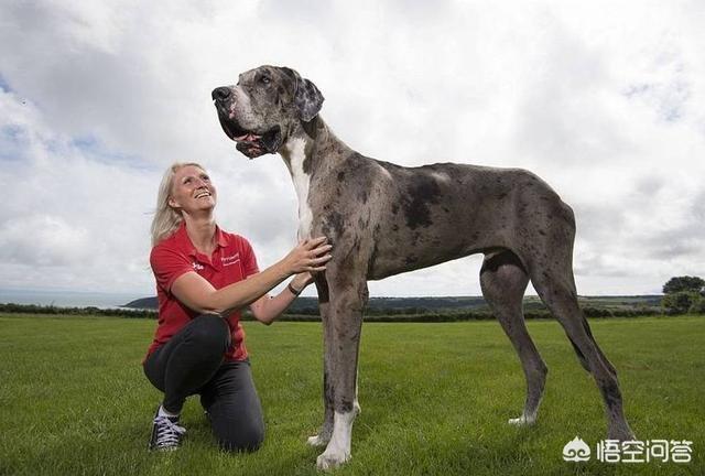 大丹犬性格温顺吗:狗狗的体形越大越温顺吗？