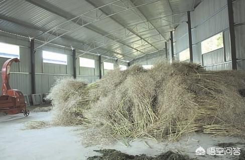 薄雪万年草怎样插杆:农村的菜子杆不能焚烧，请问一下该怎么处理？