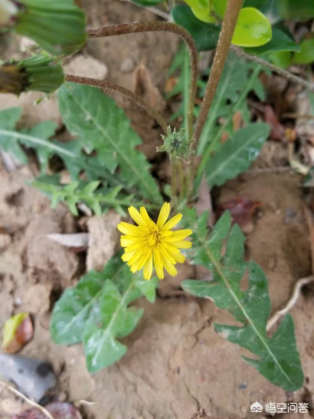 头条问答 蒲公英花什么时候摘 24个回答