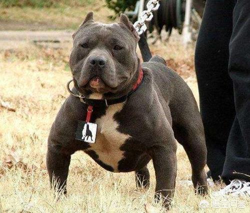 头条问答 - 比特犬走路o型腿什么原因?(4个回答)