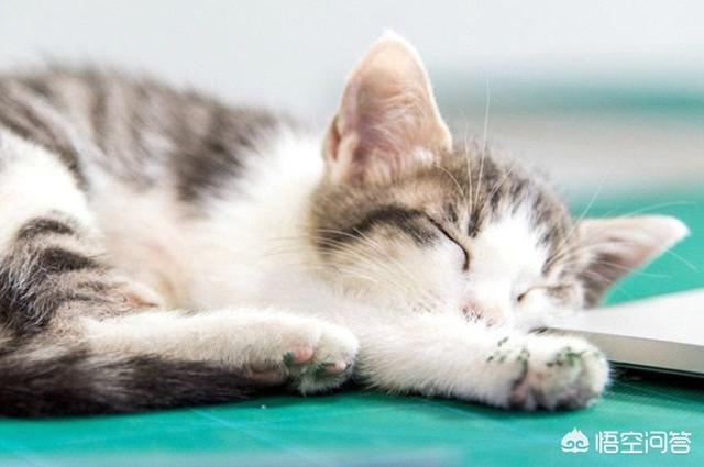 恋爱猫猫在一起游戏答案:对不起我实在太想谈恋爱了，想问问在哪能找到男朋友？ 恋爱猫猫在一起小游戏