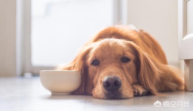 狗狗食欲不振:狗狗食欲不振，瘦了很多，检查下来是肾衰竭，怎么办？ 狗狗食欲不振但很活跃