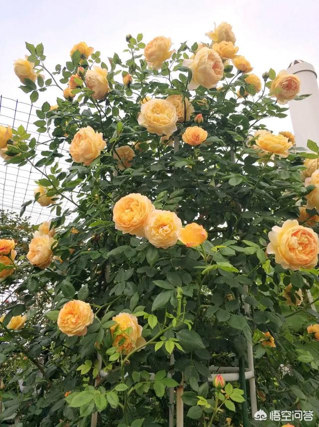 月季花的栽培与管理:藤月小苗栽种，管理方法很重要，怎样浇水管理？