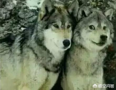 哈士奇大战藏獒壁纸:为什么有人拍一拍家里的狗/猫，就能有几百万粉丝？ 哈士奇和藏獒