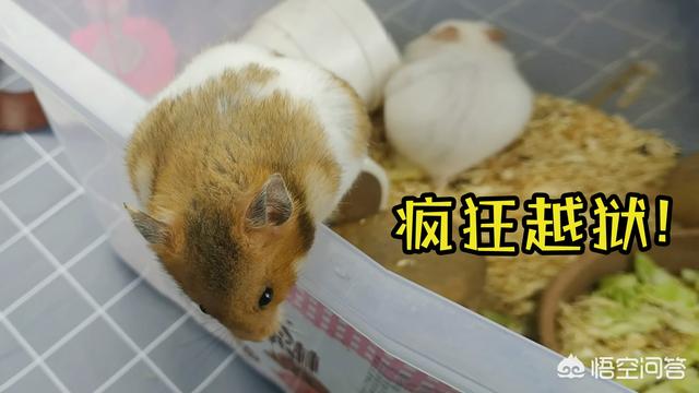 西施犬说明文:西施犬的习性和特点 被宠物极度依恋是一种怎样的体验？