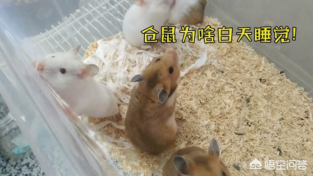 瓜皮猫原图:被宠物极度依恋是一种怎样的体验？
