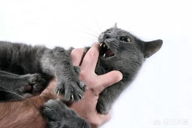 咬人猫黑历史:家猫爱咬主人怎么办？这是为什么？