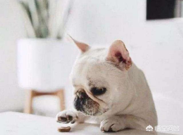 法国斗牛犬性格亲人:哪些表现说明法国斗牛犬乖巧懂事？