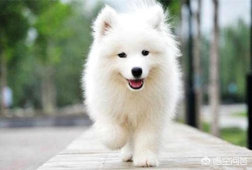 萨摩耶图片:萨摩耶不吃东西因为热吗，天气会影响狗狗吃东西吗？