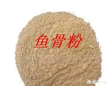 鱼骨粉的作用:鱼骨粉的作用是什么 鱼骨粉可直接用于百香果作肥料吗？