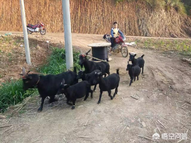 海拉尔羊驼养殖网厂家:养殖哪些品种的肉羊利润高、口感佳？ 内蒙古海拉尔羊驼养殖场