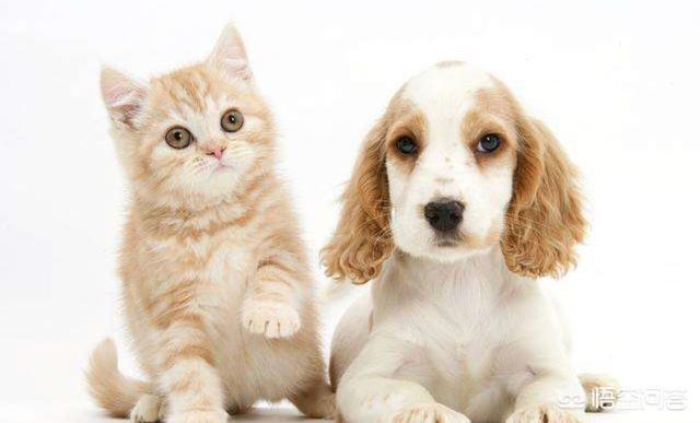 恋爱猫猫在一起游戏答案:为什么有的人有了猫后不想谈恋爱了？