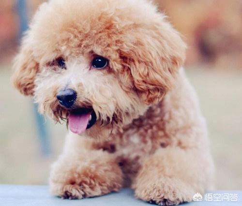 有杀泰迪吧吗:经常打骂泰迪犬会有什么后果？ 打了泰迪后记仇吗