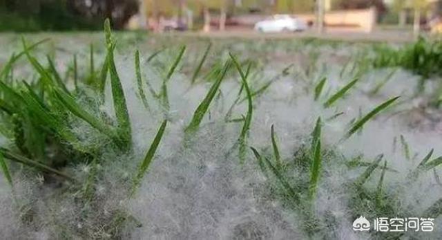 朱茵的藏獒:农村杨絮满天飞，曾经在河边种植插柳是错的吗？ 朱茵的藏獒图片