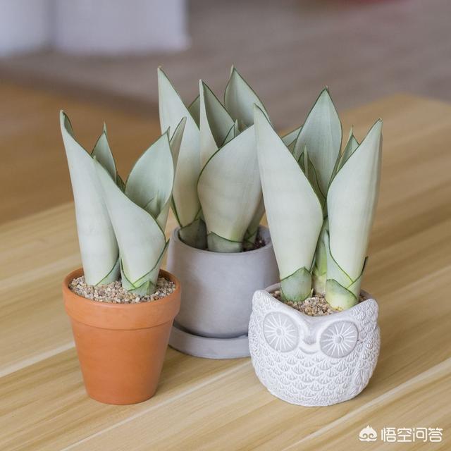 白玉怎么养越来越白,白玉虎皮兰变绿了怎么办？