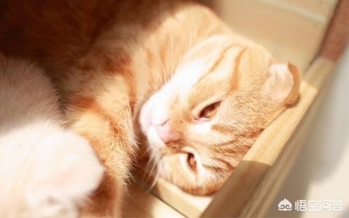 猫藓:猫癣会自己好吗？猫咪长癣会自愈吗？