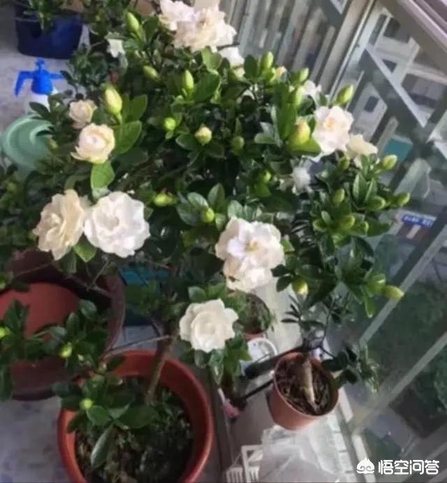 怎么样判断栀子花黄叶是哪种情况造成的？