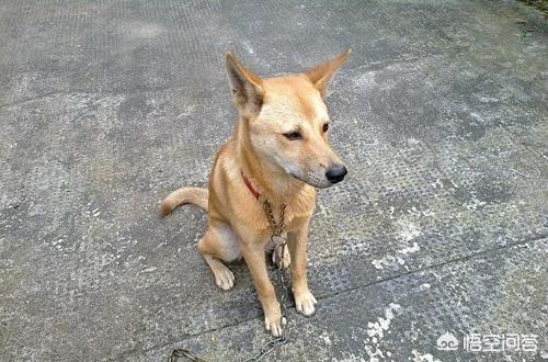 三色犬打猎视频:农村三霸中的大公鸡，能不能打赢中华田园犬呢？