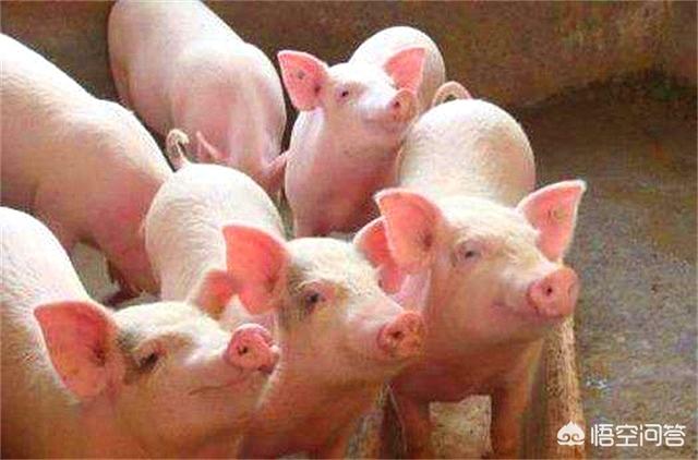 头条问答 突然发现个问题 人类只吃食草动物 比如羊猪牛 真的是这样吗 51个回答