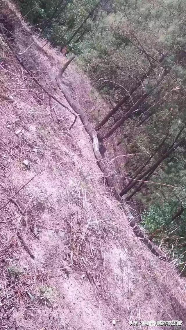 张伟杰被剥皮 标本，农村山上看到一条近十米长的过山峰蛇死掉了，有什么利用价值吗