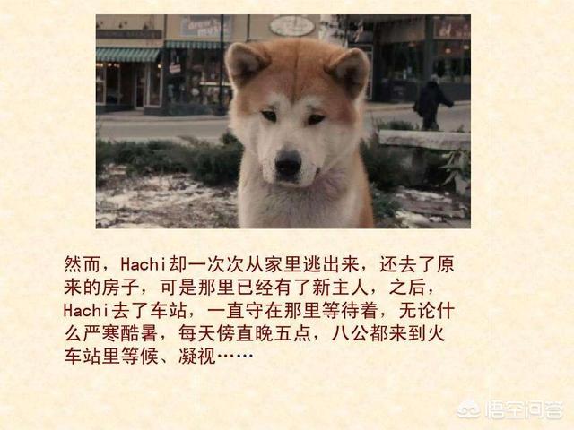 秋田犬八公:秋田犬八公的主人怎么画 是秋田犬八公忠诚还是拉布拉多二货忠诚？