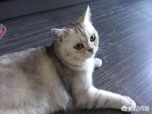 渐层猫反群会表现出来吗,渐层猫闹猫表现什么样呢？