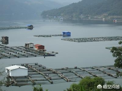 山边水库如何养鱼视频:有个五百亩的水库该怎么养鱼？