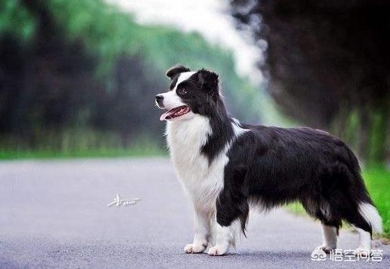 边境牧羊犬怎么养:养边境牧羊犬好吗？养它要承受什么样的事情？
